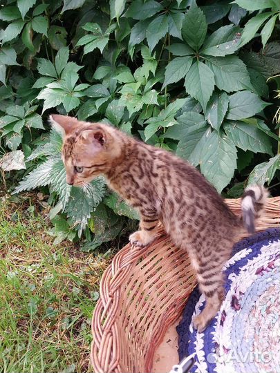 Бенгальские котята