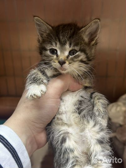 Котенок полосатик в добрые руки
