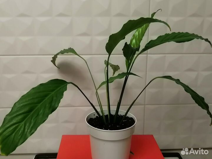 Спатифиллум вариегатный