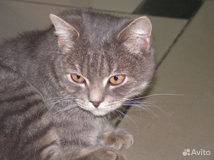 Котята и взрослые