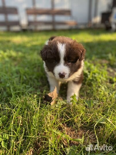 Мальчик бордер колли