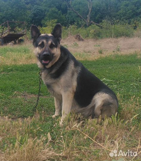 Щенки Восточно-Европейской овчарки