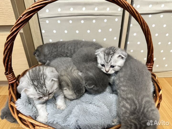 Британские котята