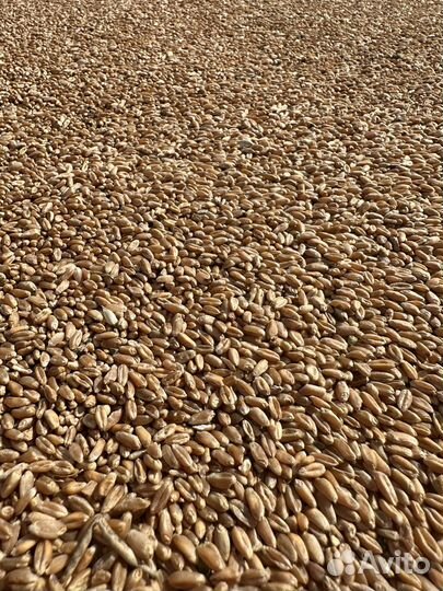 Продам озимую пшеницу,2024год г.Красный