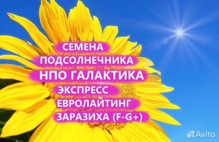 Семена подсолнечника Галактика, Калуга