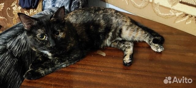 Кошечка молодая отдам в добрые руки