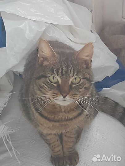 Котики два брата ищут дом