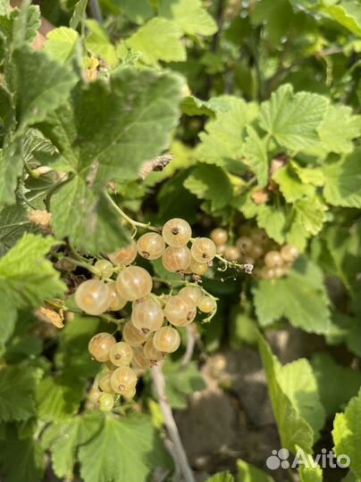 Смородина белая, черная (саженцы)