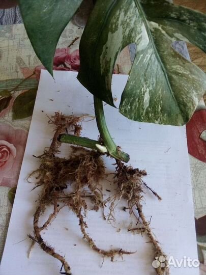 Монстера Альба