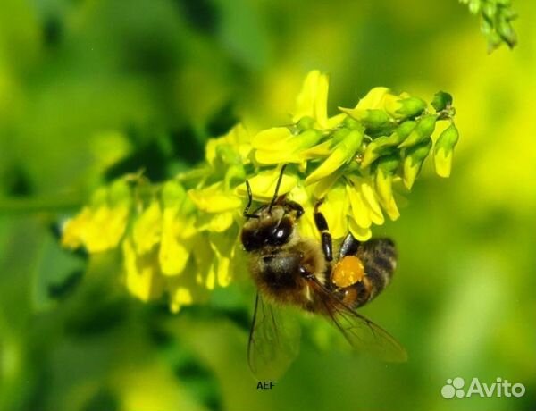 Мед 2024 года из Алтая опт