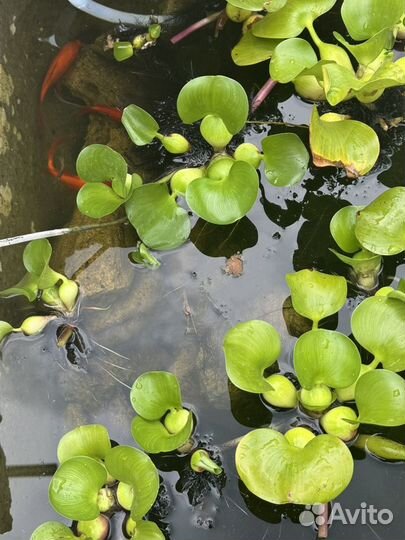 Эйхорния водный гиацинт