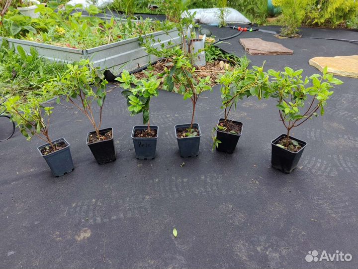 Рододендрон в ассортименте