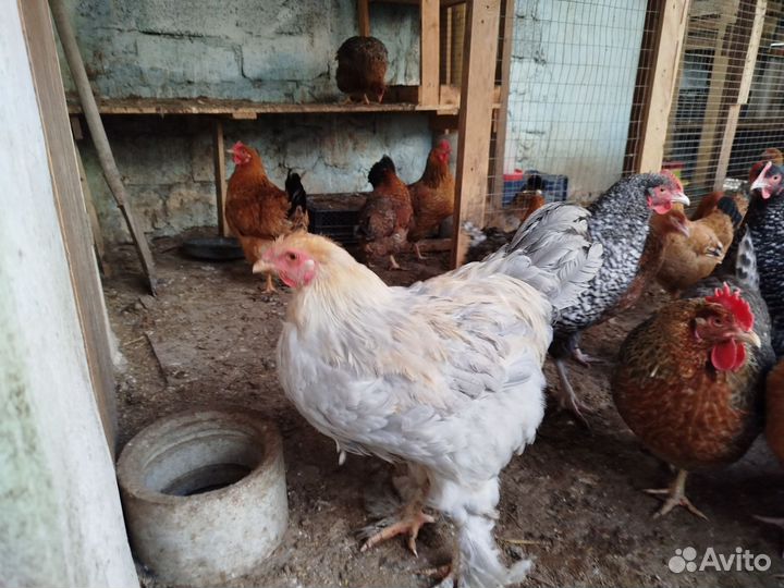 Инкубационное яйцо