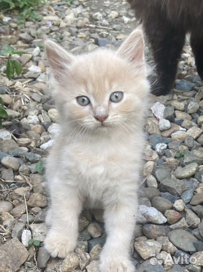 Котята метисы