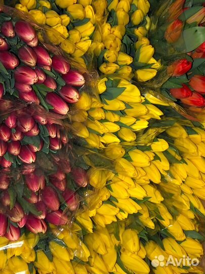 Тюльпаны к 8 марта оптом тюльпаны