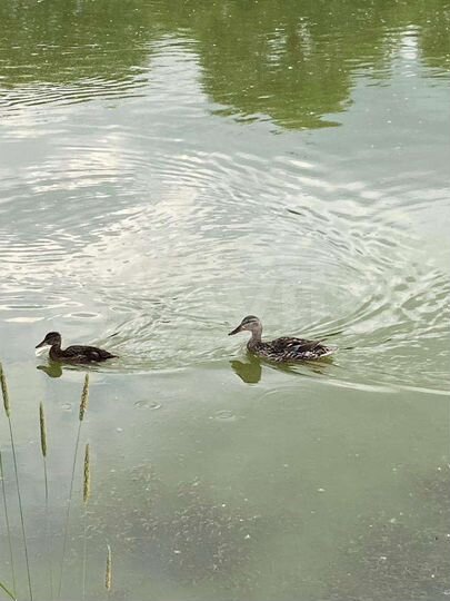 Дом 29,1 м² на участке 46 сот.