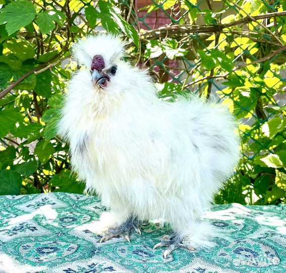 Китайская шелковая