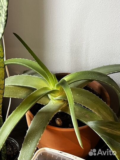 Алоэ большой