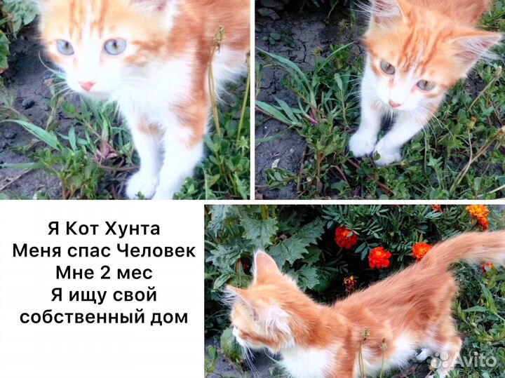 Рыжий котенок