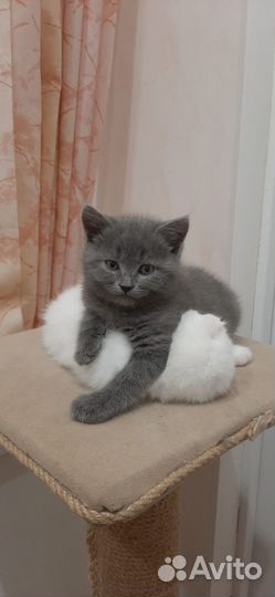 Котята британцы