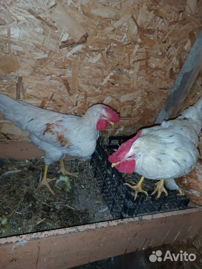 Молодые петухи