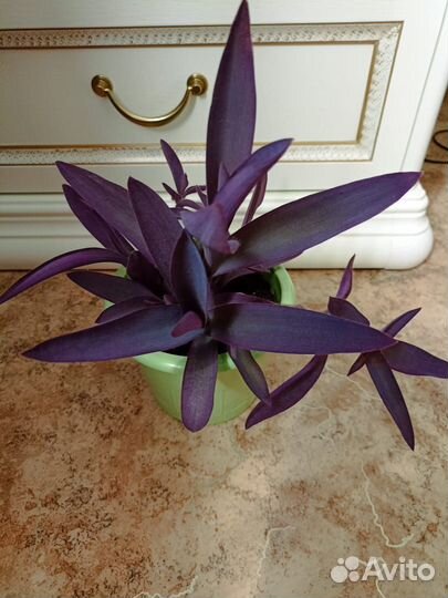 Красивый цветок