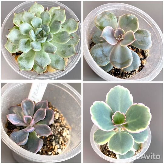 Суккуленты разные