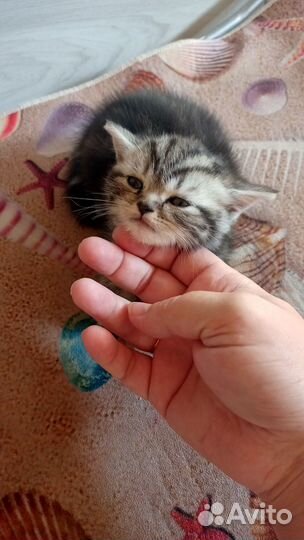 Продам котят
