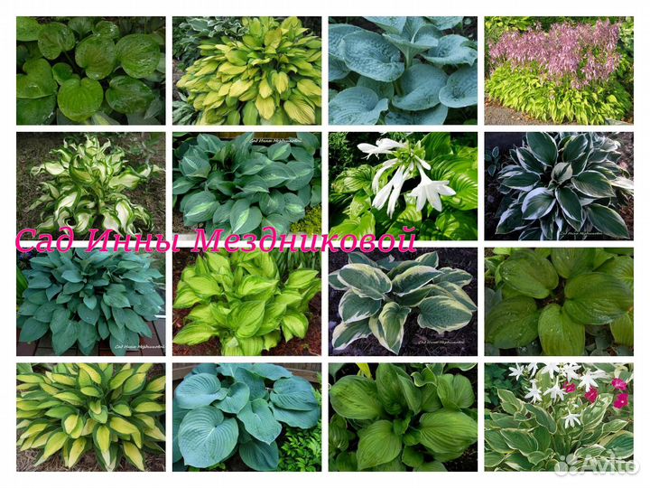 Хосты сортовые