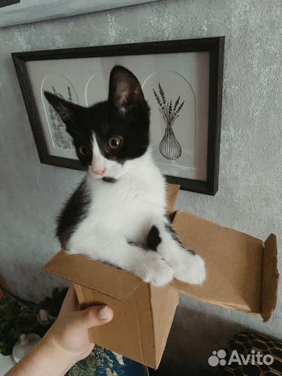 Кошка в добрые руки