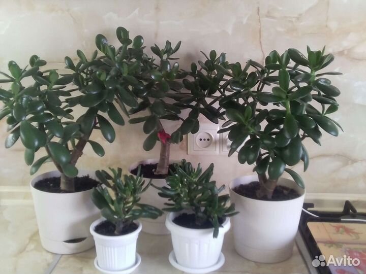 Толстянка Классика + Хоббит