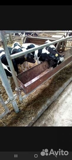 Быки на племя от 2 месяцев