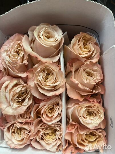 Розы большой выбор