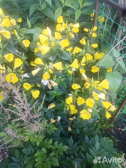 Цветы садовые