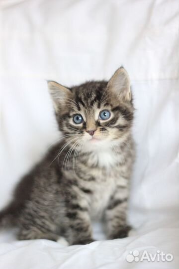 Мужичок пуховичок ищет дом