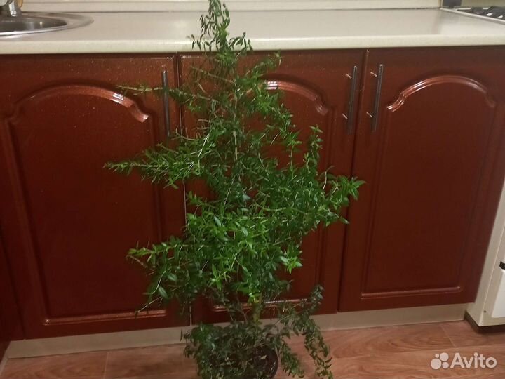 Дерево мирт.цветет белыми цветочками