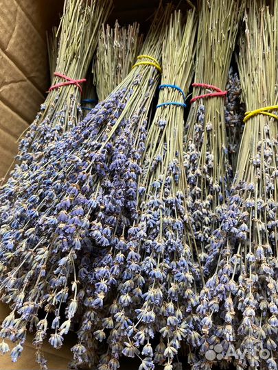 Лаванда для декора и флористов