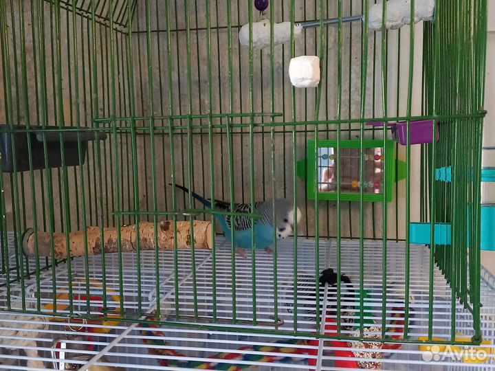 Волнистый попугай с клеткой ввп чех