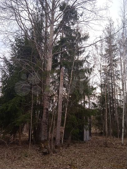 Участок 6 сот. (СНТ, ДНП)