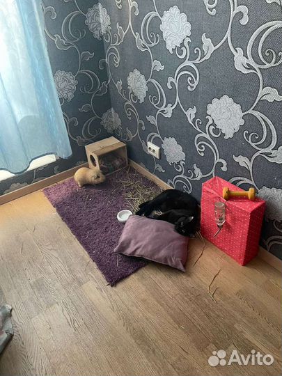 Морская свинка бесплатно