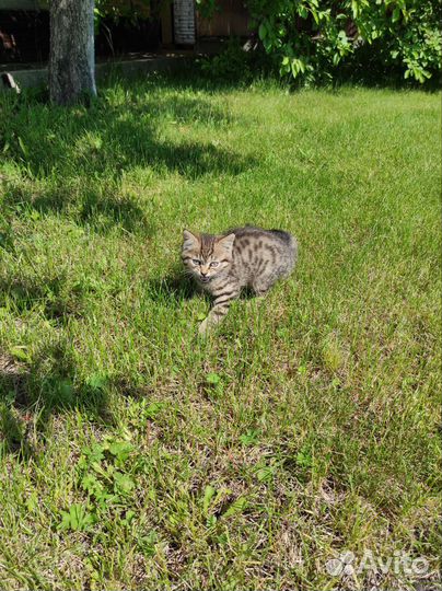 Котик, мальчик