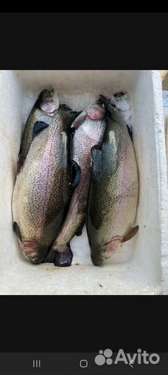 Радужная форель в наличии