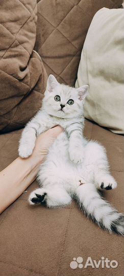 Шотландская девочка