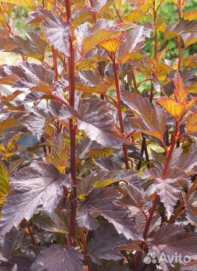 Саженцы пузыреплодника Мендиа