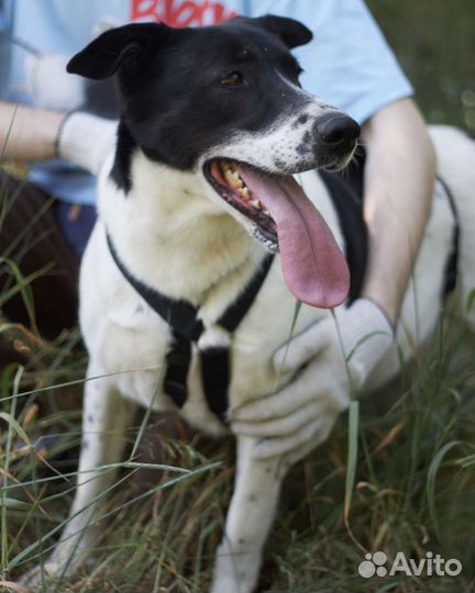 Профессиональный целовальщик Смоки