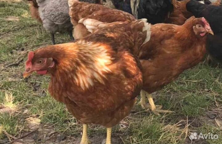 Курица несушка молодняк