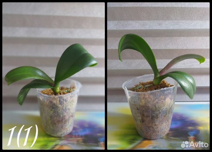 Комнатные растения цветы