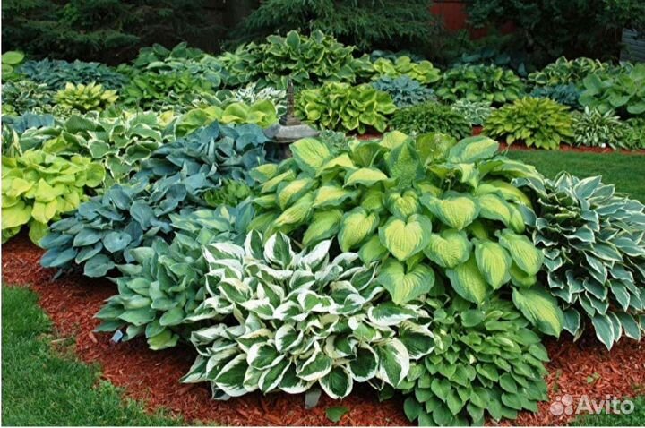 Продаются хосты