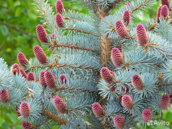 Голубая ель хупси германия