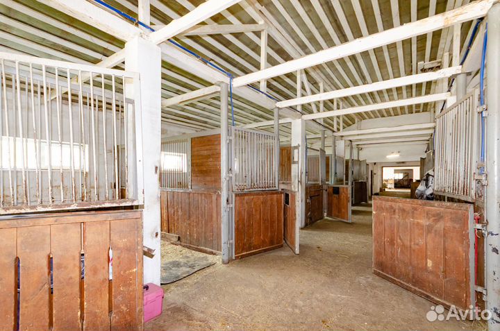 Продается пони-ферма «Пинто Бриз»